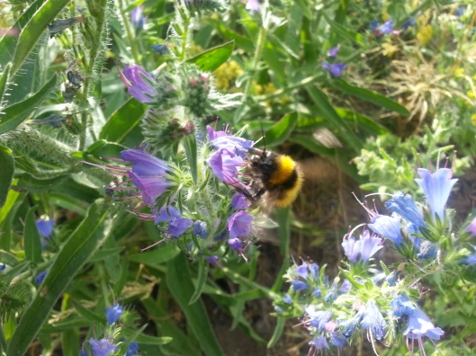 Bumblebee on the Move (Photo by Susanne Schuberth)