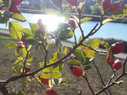 Rose Hips above the Rhine-Main-Danube-Canal (Photo by Susanne Schuberth)