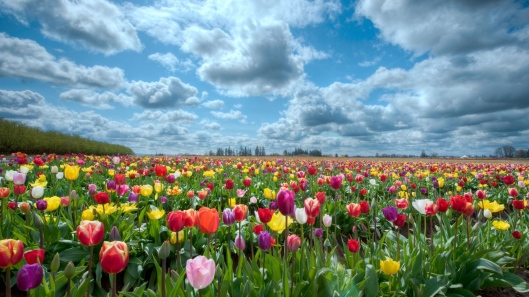 Tulip Flowers Field (Wallpaper)